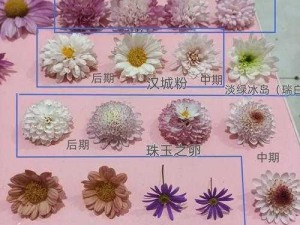 想知道谁动了我的菊花第 15 关怎么过？看这里，第 15 关图文攻略大揭秘