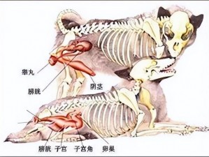 狗配人怎样配;如何进行狗与人的配种？