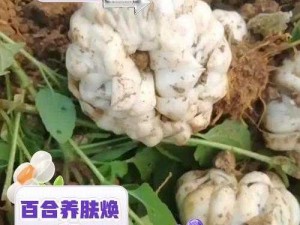 缺氧芳香百合：一种珍贵的药用植物，你了解它的用途吗？