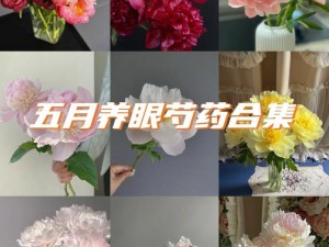 为什么香软玉滑 LVL 芍药如此受欢迎？它有何独特之处？如何选购和保养？