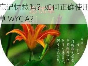 忘忧草 WYCIA 真的能让人忘记忧愁吗？如何正确使用忘忧草 WYCIA？