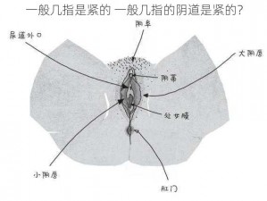 一般几指是紧的 一般几指的阴道是紧的？