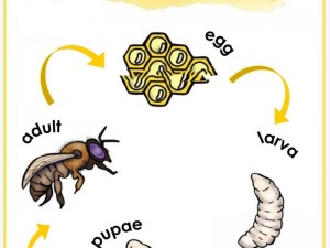 三蜜蜂如何进化：从普通蜜蜂到神秘生物的蜕变之路