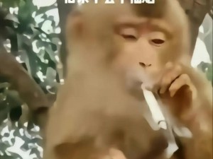 二人生猴子的全程无盖被子——加密聊天保护隐私