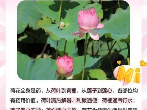 莲花 B 是什么？有什么作用？如何正确使用莲花 B？