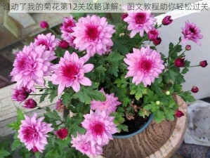 谁动了我的菊花第12关攻略详解：图文教程助你轻松过关