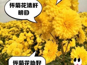 爆菊花时如何减轻疼痛？