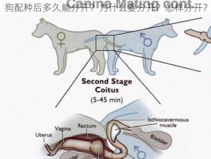 狗配种后多久能分开？为什么要分开？怎样分开？