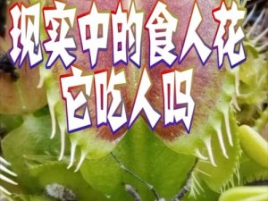 为什么两个人吃花核心会有危险？如何避免这种情况？