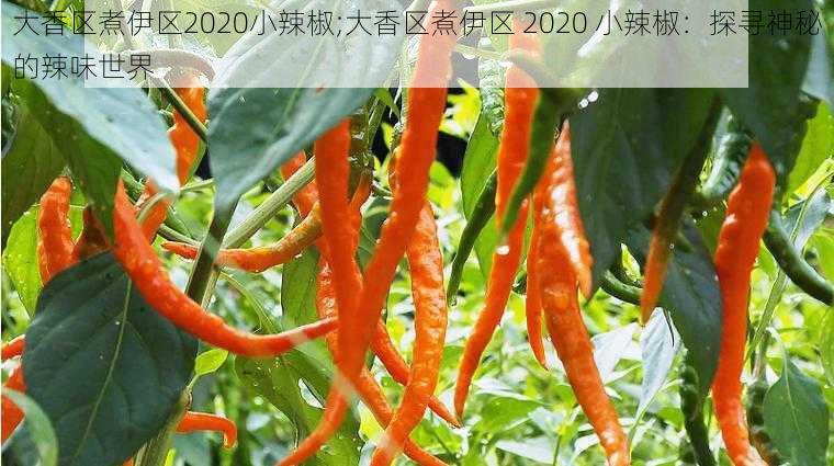 大香区煮伊区2020小辣椒;大香区煮伊区 2020 小辣椒：探寻神秘的辣味世界