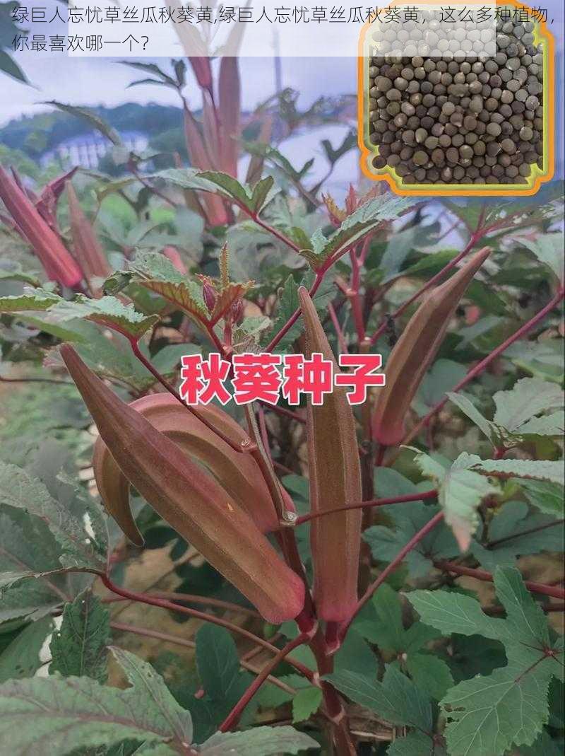 绿巨人忘忧草丝瓜秋葵黄,绿巨人忘忧草丝瓜秋葵黄，这么多种植物，你最喜欢哪一个？