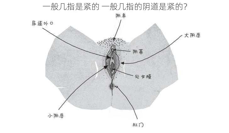 一般几指是紧的 一般几指的阴道是紧的？