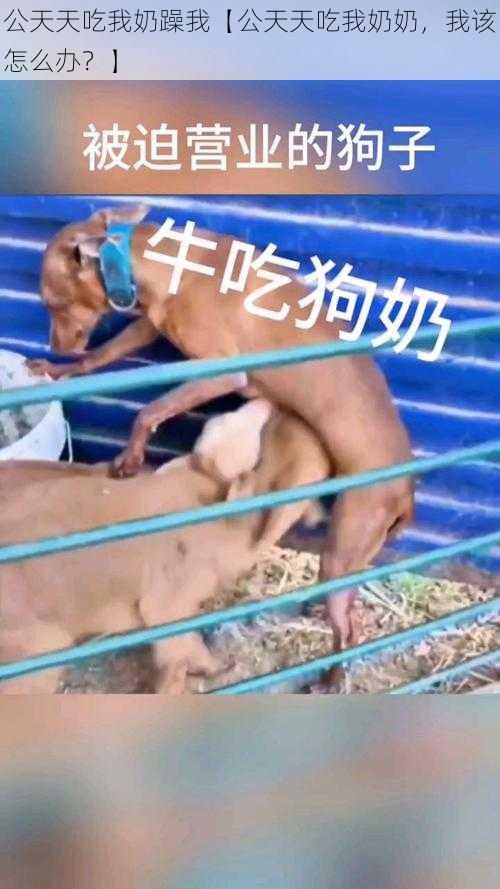 公天天吃我奶躁我【公天天吃我奶奶，我该怎么办？】