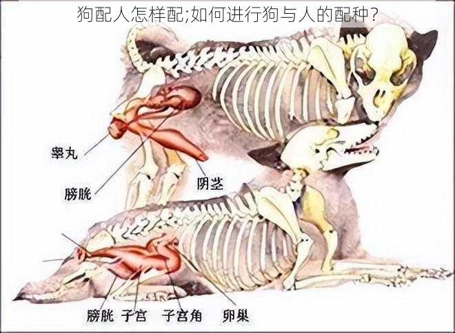 狗配人怎样配;如何进行狗与人的配种？