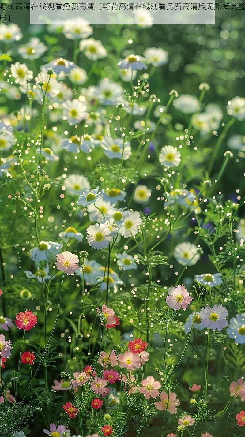 野花高清在线观看免费高清【野花高清在线观看免费高清版无删减完整版】