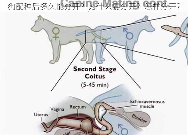 狗配种后多久能分开？为什么要分开？怎样分开？