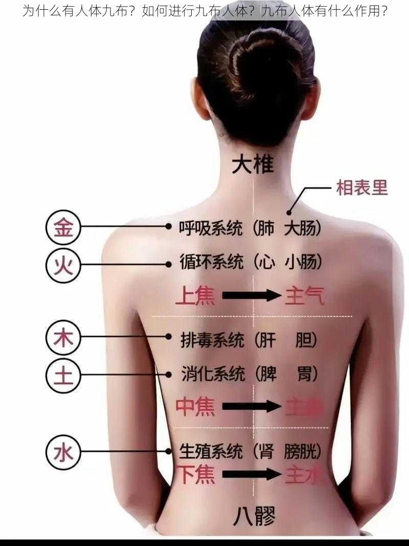 为什么有人体九布？如何进行九布人体？九布人体有什么作用？