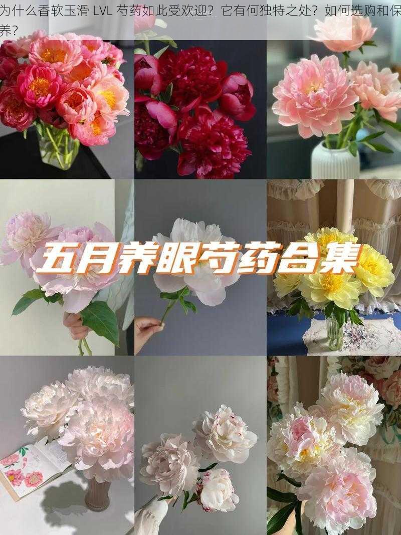 为什么香软玉滑 LVL 芍药如此受欢迎？它有何独特之处？如何选购和保养？