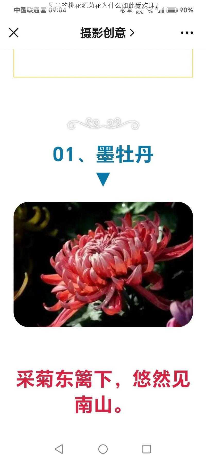 母亲的桃花源菊花为什么如此受欢迎？