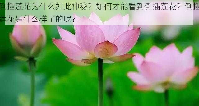 倒插莲花为什么如此神秘？如何才能看到倒插莲花？倒插莲花是什么样子的呢？