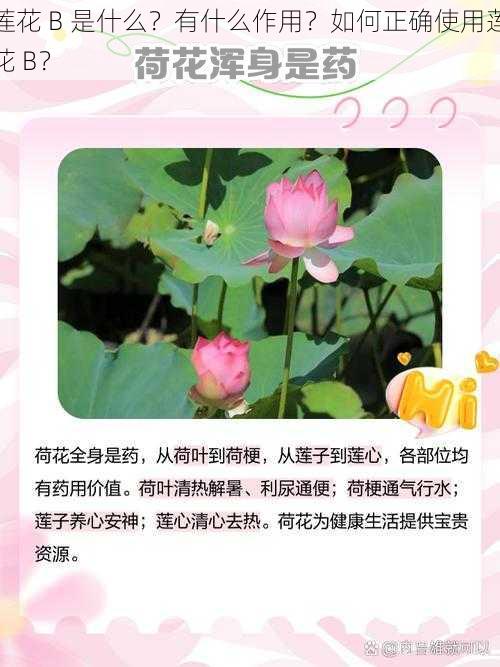 莲花 B 是什么？有什么作用？如何正确使用莲花 B？