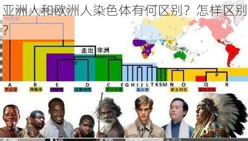 亚洲人和欧洲人染色体有何区别？怎样区别？