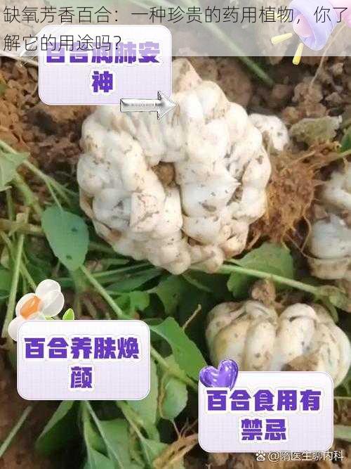 缺氧芳香百合：一种珍贵的药用植物，你了解它的用途吗？